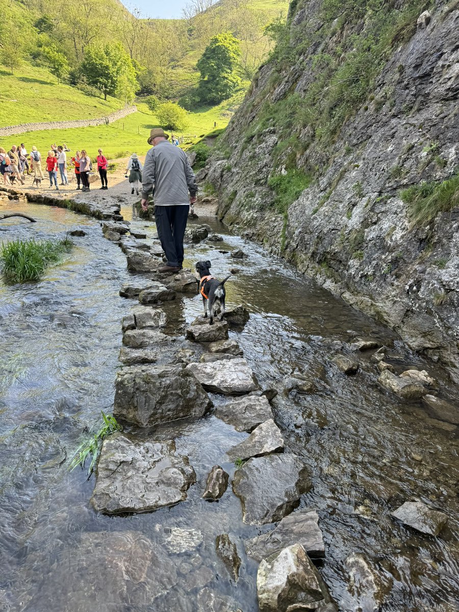 SchnauzerCoco's tweet image. Annual Schnauzer Walk 2024. Skippy was very brave on the rocks.. Coco not so much. So I carried my silver goddess across #Schnauzergang
