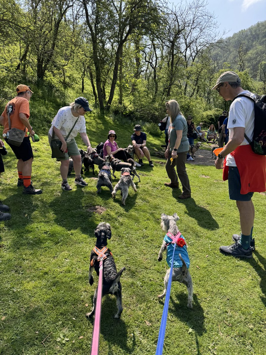 SchnauzerCoco's tweet image. Annual Schnauzer Walk 2024. Skippy was very brave on the rocks.. Coco not so much. So I carried my silver goddess across #Schnauzergang