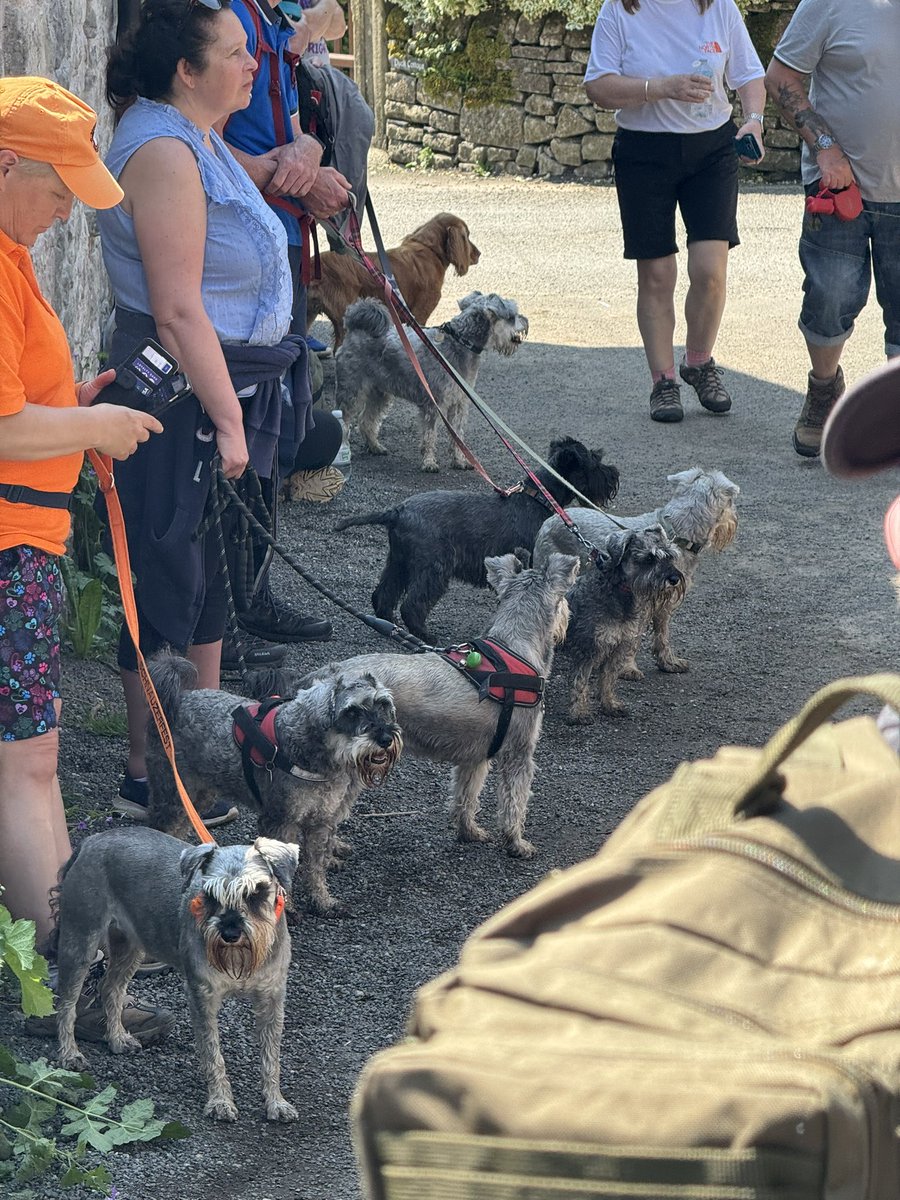 SchnauzerCoco's tweet image. Annual Schnauzer Walk 2024. Skippy was very brave on the rocks.. Coco not so much. So I carried my silver goddess across #Schnauzergang