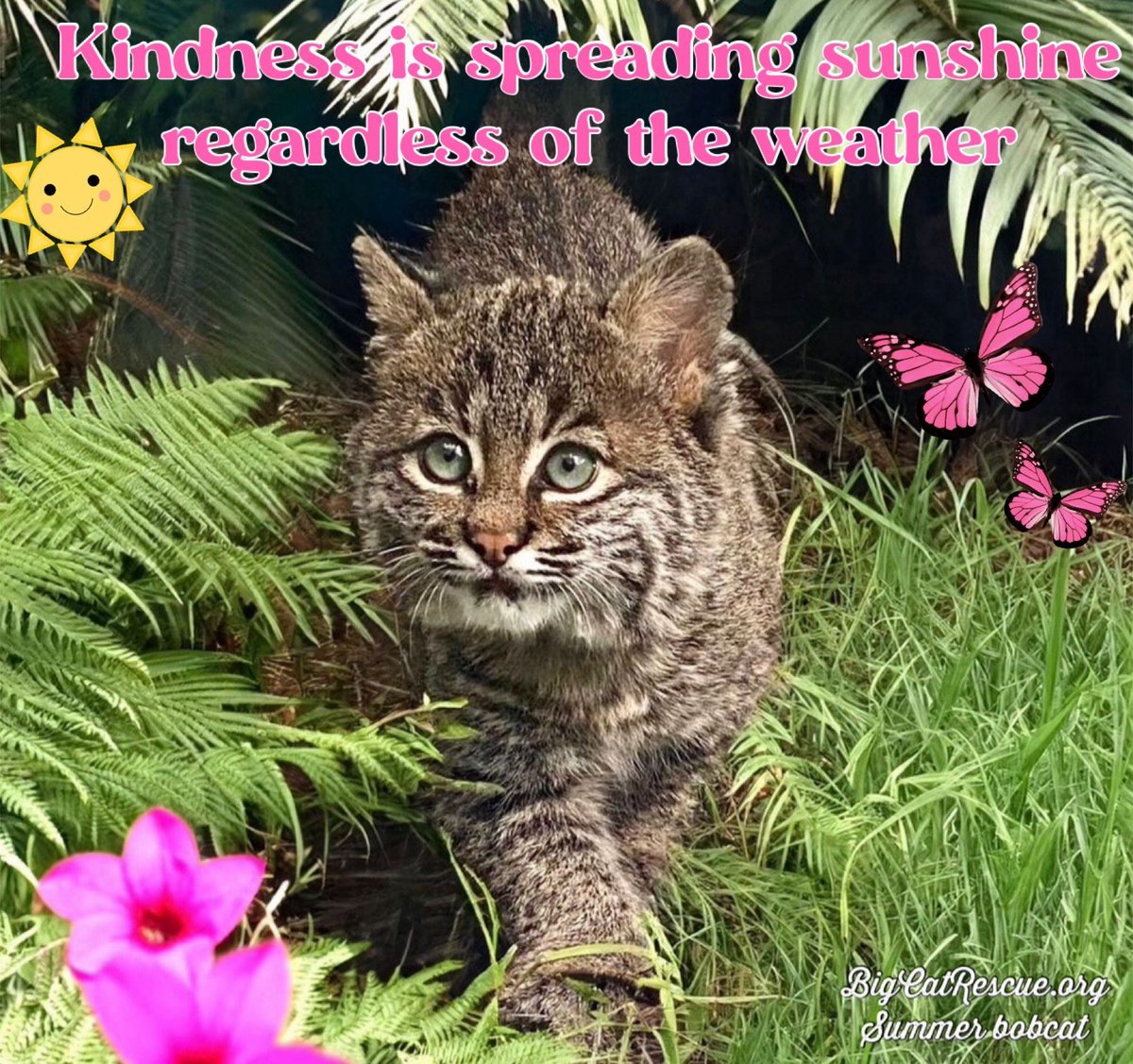 “Kindness is spreading sunshine regardless of the weather” ☀️

#SummerBobcat #BigCatRescue #Bobcat #Sunshine #Kindness #KindnessMatters #Quote #Quotes #Inspiration #InspirationalQuotes #CaroleBaskin