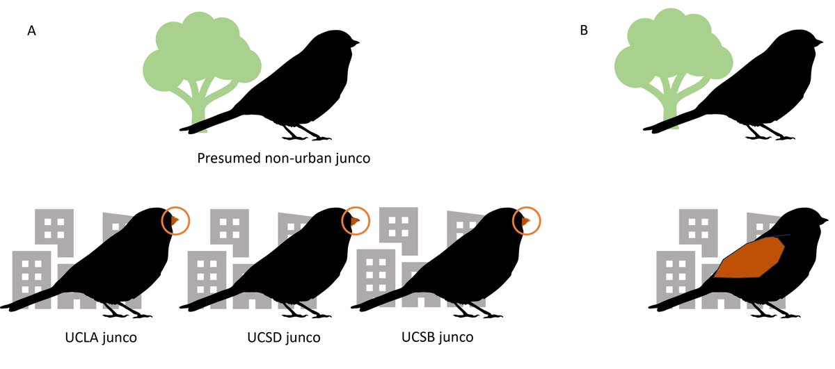 My final dissertation chapter on urban juncos is out now @sse_evolution! We looked at junco morphology across Southern Californian cities and found that bill traits differ between cities regardless of broad temperature or the built-up environment. (1/2) academic.oup.com/evolut/article…