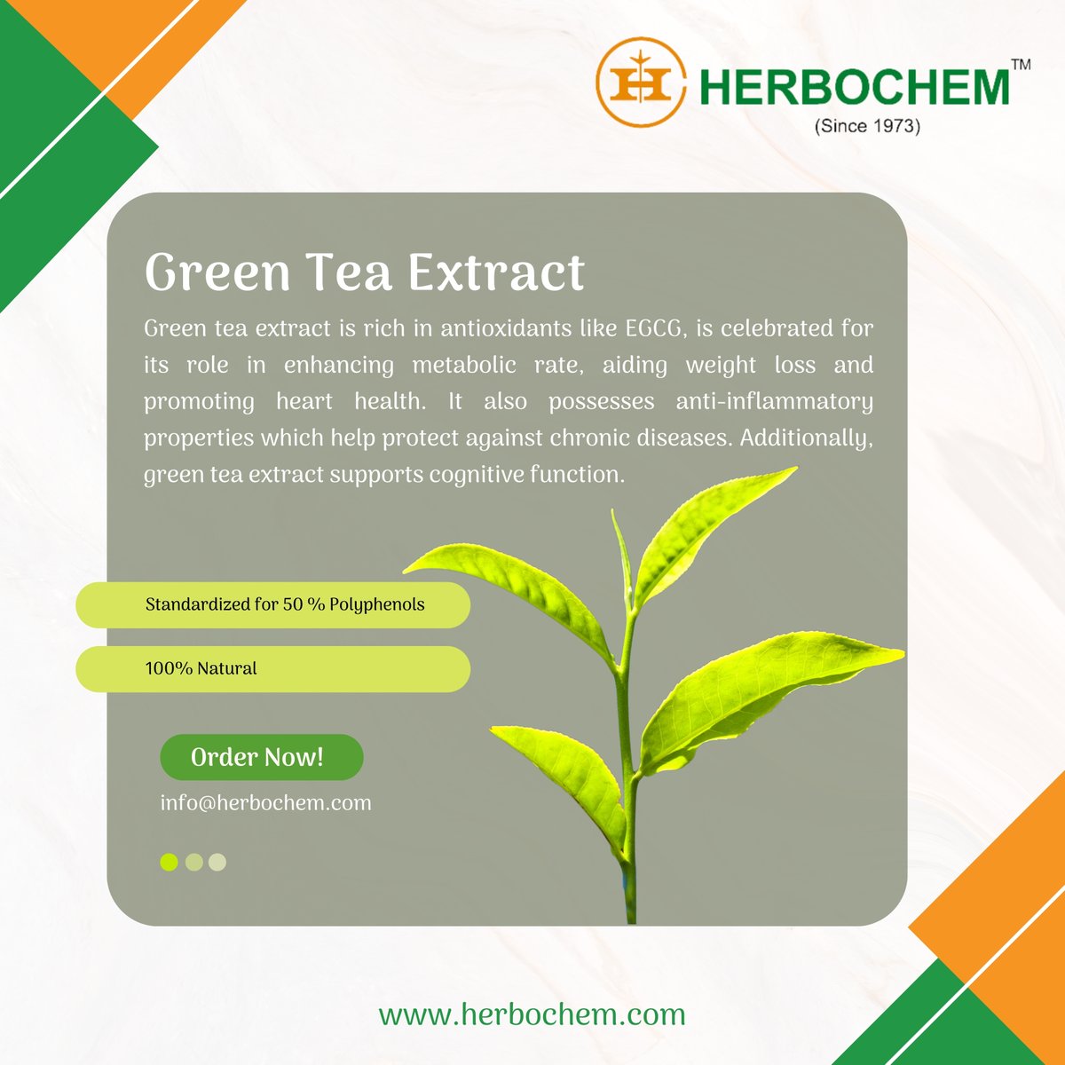 Green tea extract packs a punch with its antioxidants, helping fight free radicals and aiding weight loss. Contact us for natural green tea extract at info@herbochem.com

#herbochem #greentea #extract #herbalextracts #powders