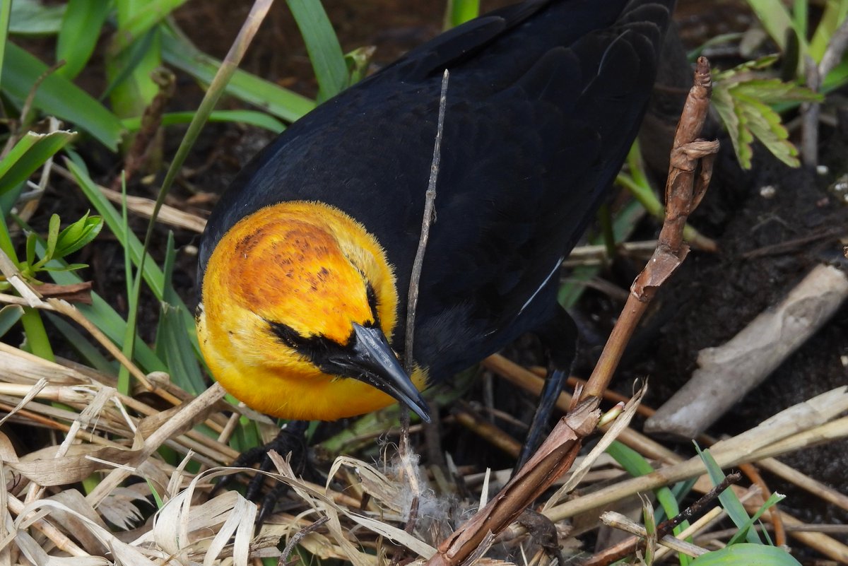 For #SundayYellow, a Yellow-headed Blackbird