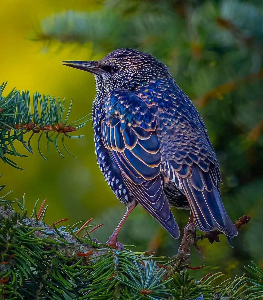 Starling in its autumn plumage 💙