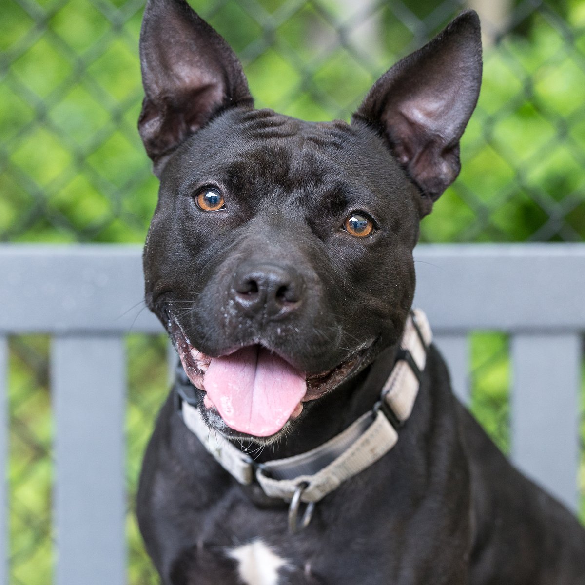 🎶 Hey, the name is Batty, my fur’s pretty fancy! I'm playful in the yard but snuggling ain’t hard. I fetch and I roll, I'm love on patrol. Groove to the beat, I'm your best friend, adopt me today, let’s make this the trend!🎶