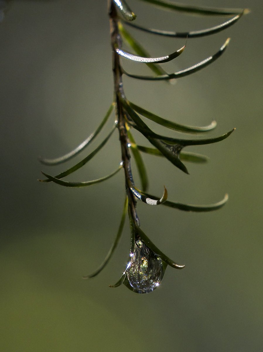 One of #nature’s diamonds. Tiny and precious .
#naturephotography
#lovinglife
#PeaceOfMind
#flyingbananaphotography