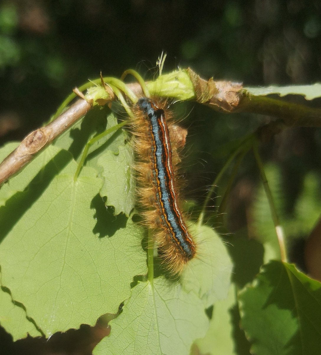 On the butterfly transect this morning a splendid Lackey caterpillar grazing on Poplar suckers we were impressed by the bright blue! @BC_Yorkshire @ForestryEngland @YorksWildlife @ynuorg