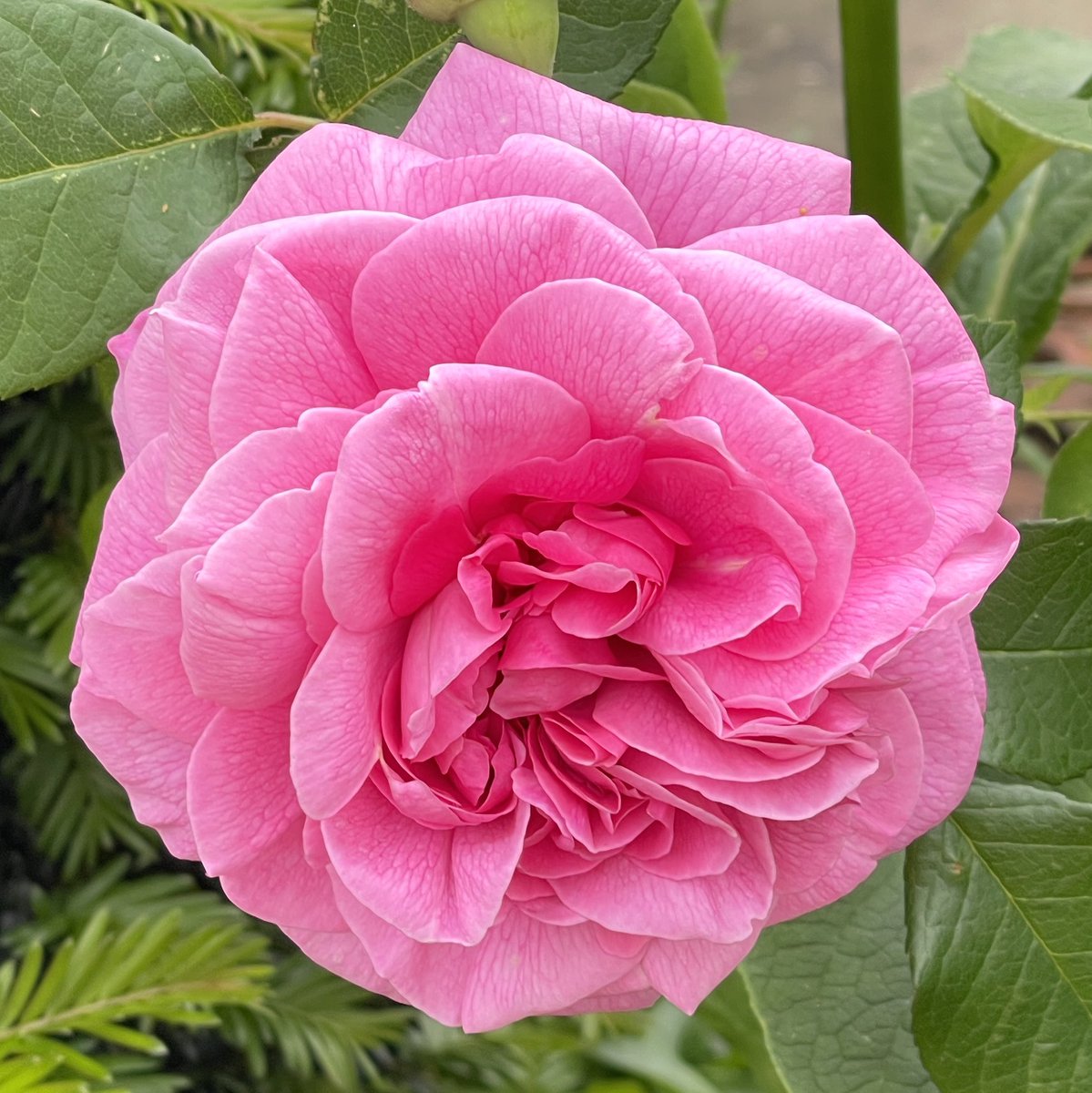 My first ‘Gertrude Jekylll’ rose of the season and she’s fabulous! 💕 #DailyBotanicalBeauty #flowers