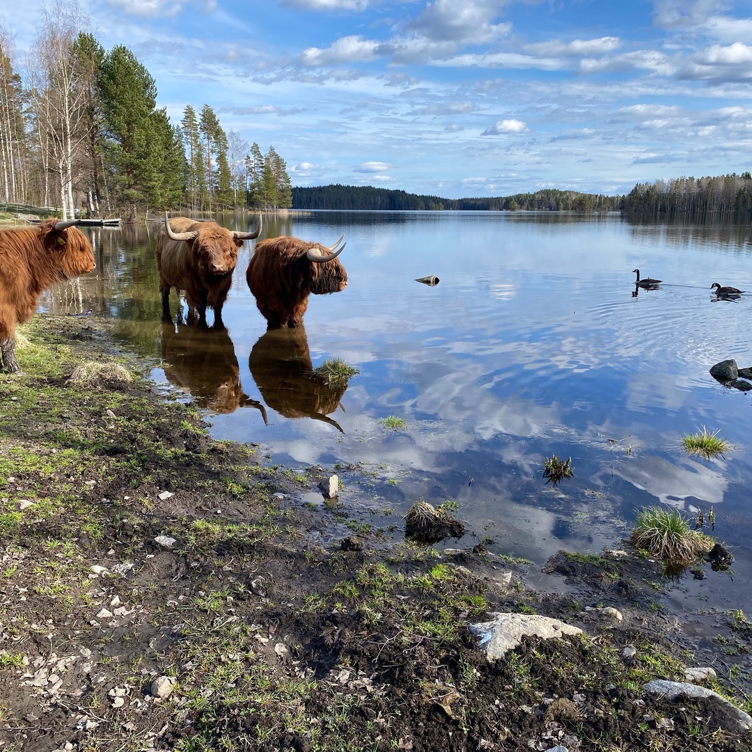 Highland Cattle photo of the day #cows #highlandcattle #animals