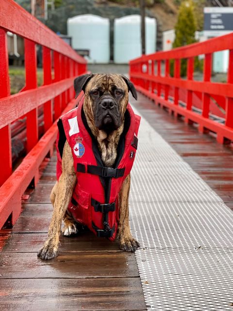 Here's the summer look that's sure to be a hit again this year! No excuses, we all have to wear our lifejackets 😉 Thanks to this doggo for being our model for the day! 📷 Sarah