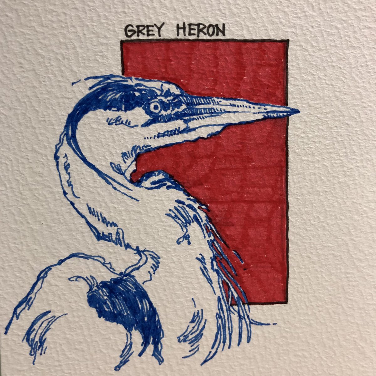 マッキーでアオサギを描きました🖊️
#art #greyheron #illustraion
#ペン画 #絵描きさんと繋がりたい