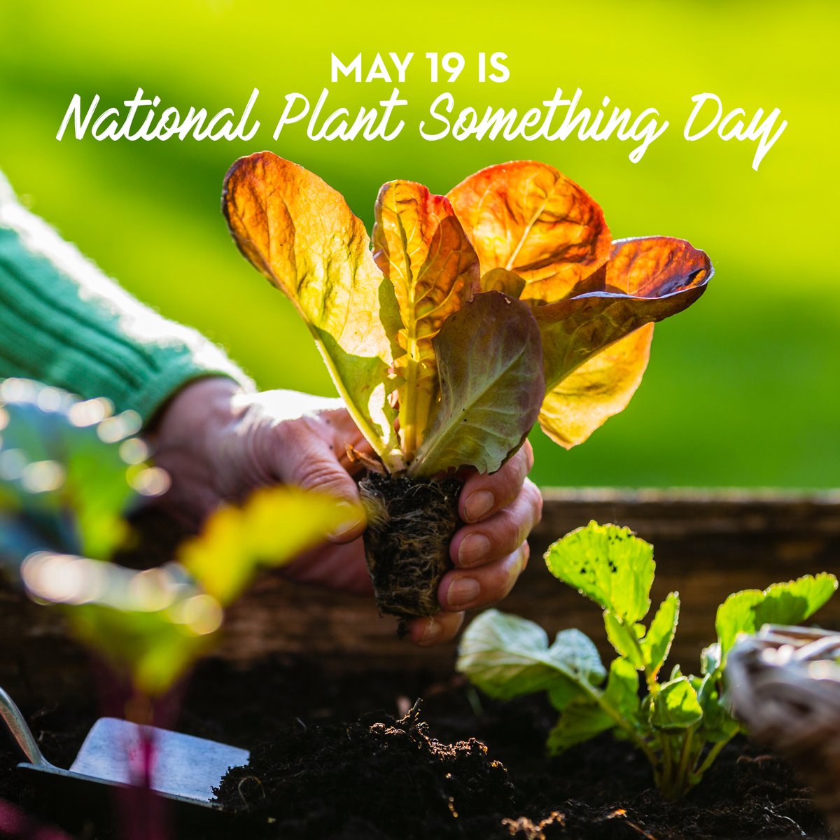 It's National Plant Something Day! To celebrate, we're announcing the return of our free seed and plant distribution! Keep an eye on our socials in the coming days to find out date, time and location info.