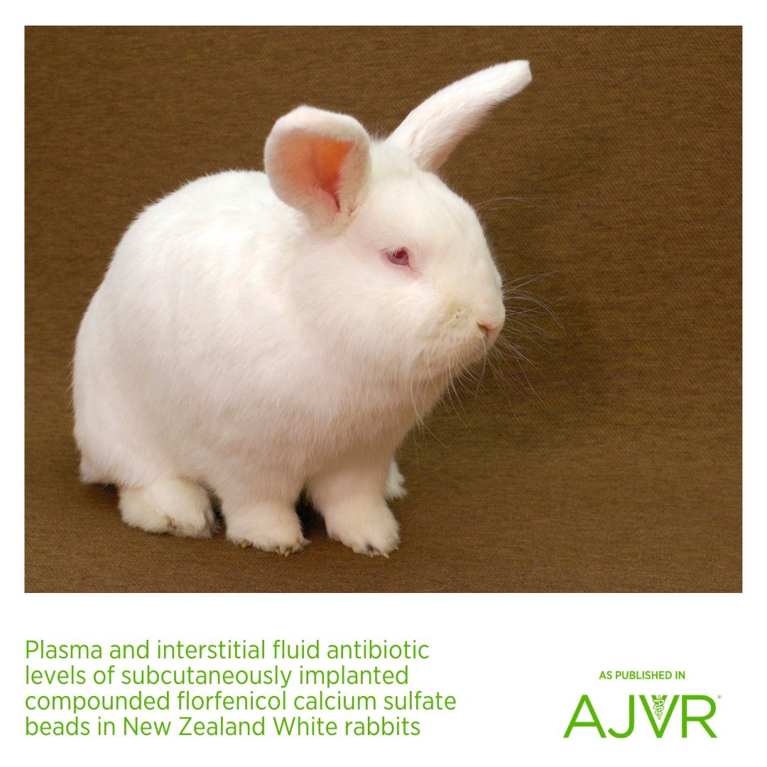 SC placement of compounded florfenicol calcium sulfate beads maintained clinically relevant local florfenicol antibiotic levels with minimal systemic effects and may be a potential option for clinical treatment of abscesses in pet rabbits. 🐰 jav.ma/csb @ugavetmed