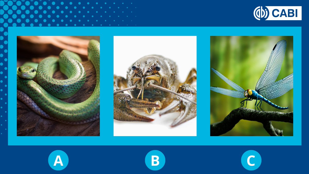 Identify the invertebrate! 🐌🪱 Which image below depicts an 𝗮𝗿𝘁𝗵𝗿𝗼𝗽𝗼𝗱? 🤔 A, B or C Comment below! 👇 #BiodiversityDay