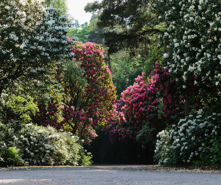 The flowers are in full bloom at Dallas Dhu House and what a whimsical sight it is 🌷🌼🪻

#MurrayMcDavid #InspiredScotchWhisky #ArtofMaturation #DallasDhuHouse #Garden #BrandHome #Summer #Whisky #ScotchWhisky #Scotch #Dram #Scotland #WhiskyLover