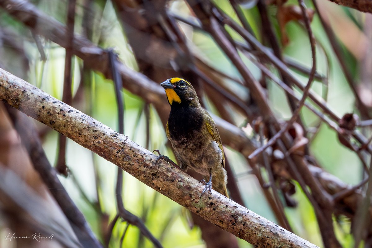 Can't mistake the striking male Yellow-faced Grassquit (Tiaris olivaceus) with its rich yellow eyebrow and throat.
St. Herman's Blue Hole Nat'l Park
15 May 2024
#BirdsOfBelize #BirdsSeenIn2024 #birds #birdwatcher #birdphotography #BirdsOfTwitter #BirdsofX #naturephotography