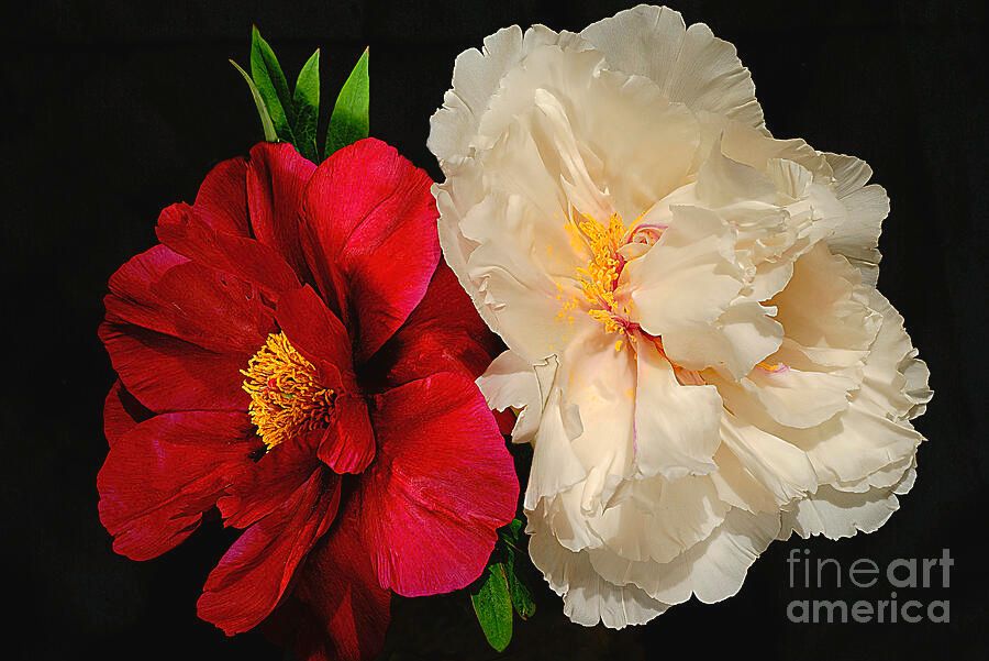 #PEONIES by#AlexanderVinogradov #photography
Wide variety #Prints & #pretty #Products at:  buff.ly/2JMaTBr
#flowers #alexander_vinogradov_photography #love #beautiful #FloweroftheDay #FlowersOfTwitter #ArtoftheDay #artforsale  #homedecor #ArtLovers #flowersphotography