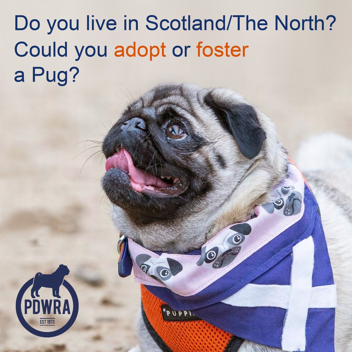 We’re always in need of more adoptive and foster homes across the country, particularly in Scotland and The North of England. If you think you might be able to help, just click here - ecs.page.link/L6BX4 #pdwra #pugcharity #pugwelfare #friendsofwelfare #pugadoption #pug