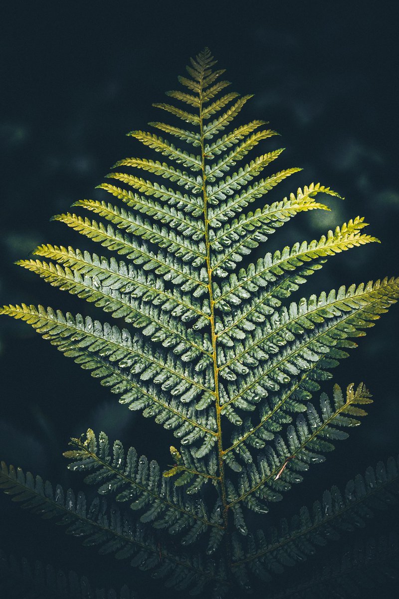 Influencing the light.
#NaturePhotography #quhl5 #peace 🕊️🌿🌿🌳