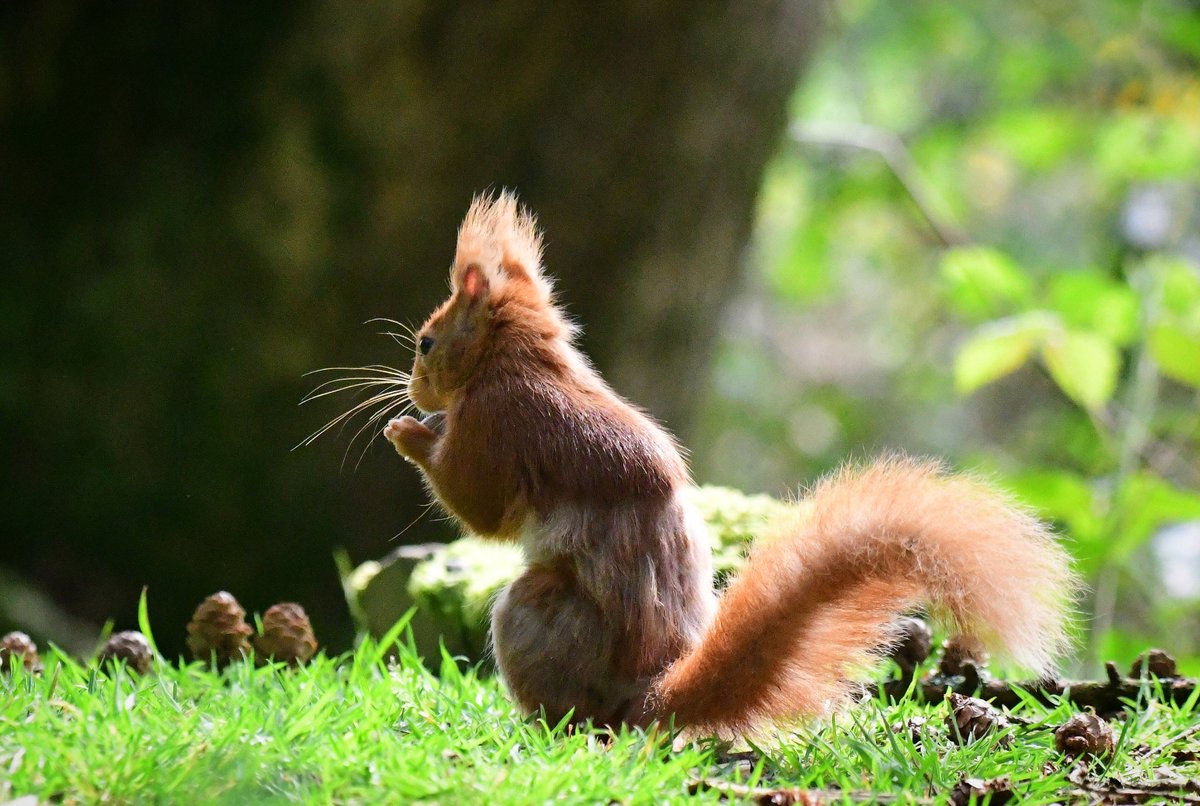 Was it something I said? 🤔😂 Red Squirrel in lovely woodland light and shade, enjoying his tasty hazelnut too much to turn around, although he knew I was there 😂🐿😍❤️