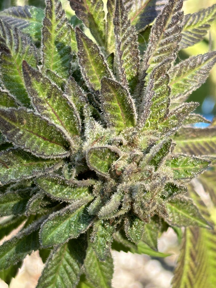 Pure krush from @lrishjake fed @lotusnutrients is coming down today. She is so gorgeous I am tempted to run her again in the @GorillaGrowTent and coco