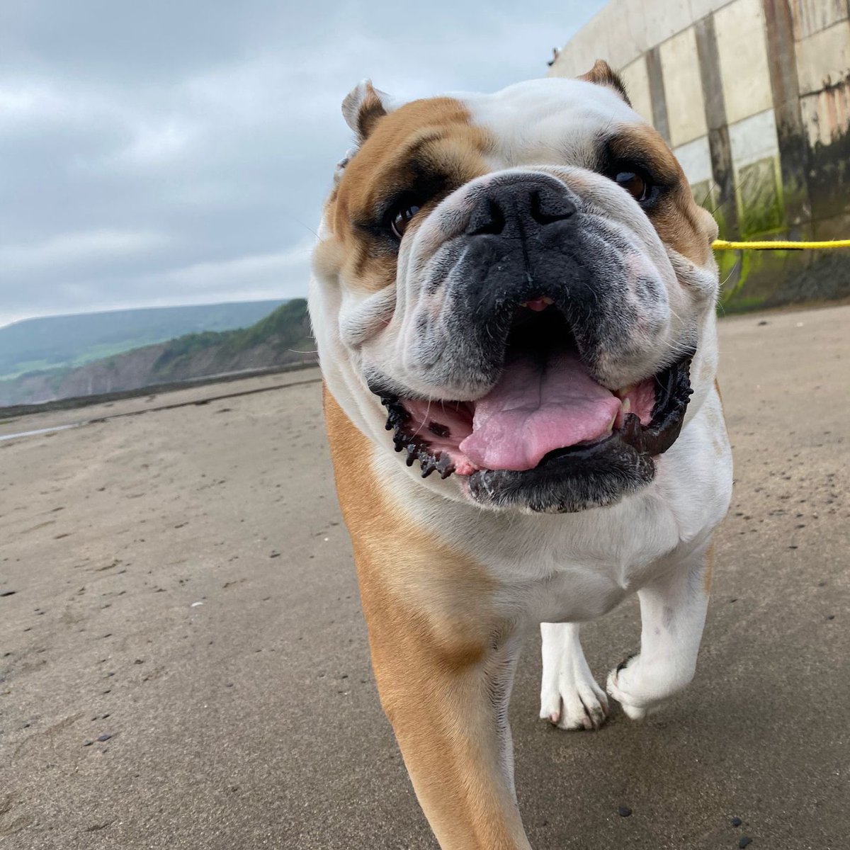 Happy #Sunday, I’m having the best time by the sea and I’ve been so well behaved I’ve had about 500 treatos already and tomorrow we’re having an extra #DoubleSunday too 🐶🐾❤️ Barney #BarneyTheBulldog #DogsOfTwitter #DogsOfX #DogsOfIG #DogsOfFacebook #Bulldog #EnglishBulldog