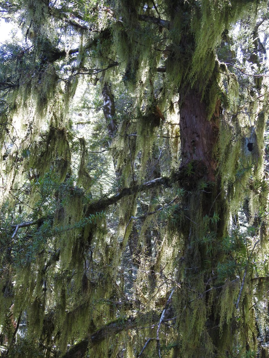 Incredible drapes of Weymouthia mollis/cochlearifolia in the ancient podocarp temperate rainforests of Aotearoa NZ. Bit of Cyathophorum bulbosum in that first pic too.