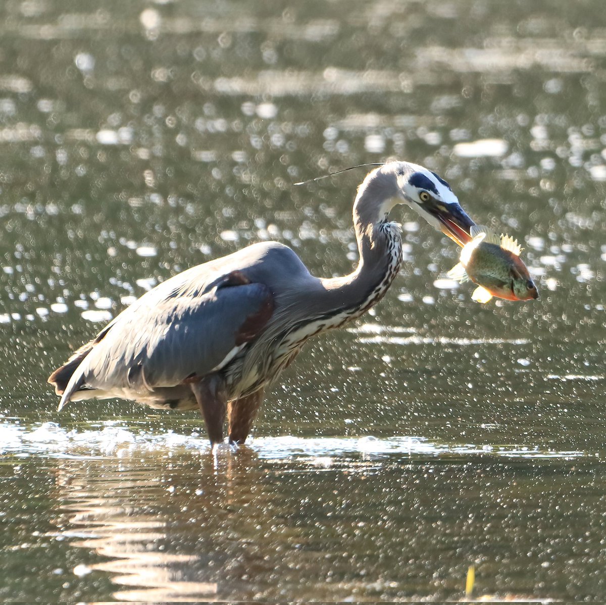 I had the pleasure of watching this great blue heron do some fishing at the Bernheim Arboretum and Research Forest! #gonefishing #fishing #greatblueheron #heron #herons #bernheimarboretumandresearchforest #bernheimarboretum #kentuckybirding #clermontky #birdlife