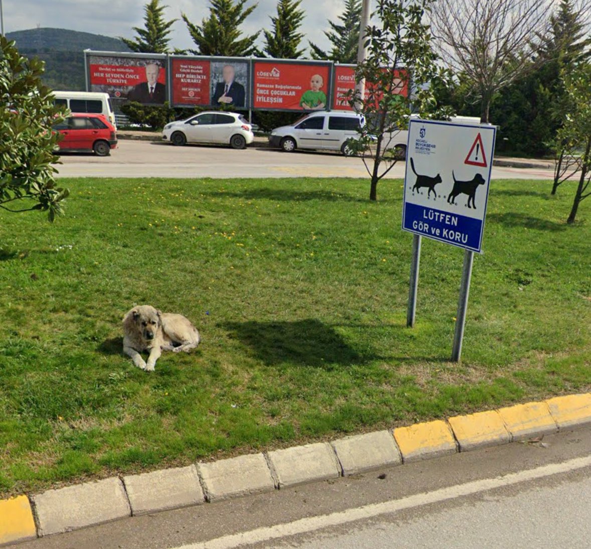 Kocaeli Üniversitesi'nde 'Gör ve Koru' yazan tabelâlar...

Sokak Köpekleri Toplatılsın 

#KampüsteKöpekOlmaz