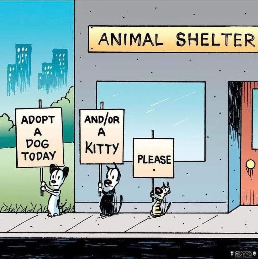 Adopt, don't shop! Rescue is the BEST! :-)