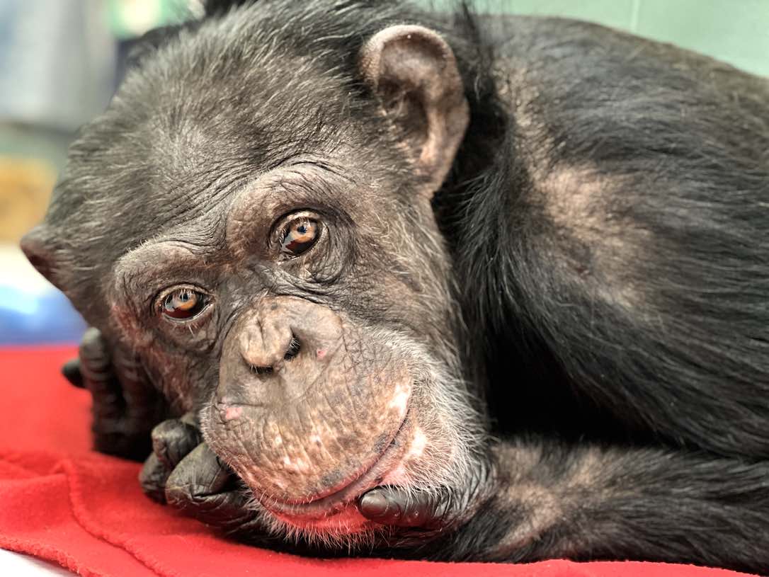 Happy Birthday, Jessie, from Grant! - chimpsnw.org/2024/05/happy-…