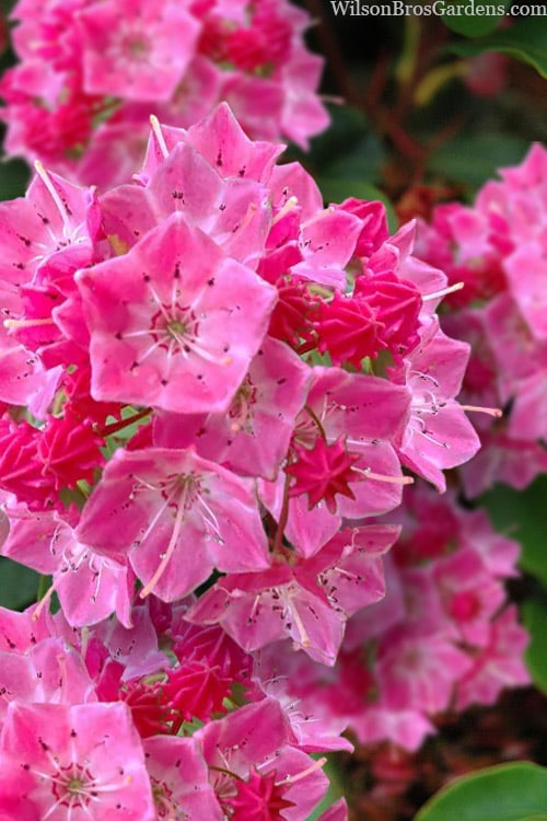 Good morning 💖 my sweet friends 💖 Kalmia Latifolia or mountain laurel is the state flower of Connecticut. It produces exquisite clusters of delicate fused-petal blossoms that resemble tiny origami rice bowls when the branches are virtually obscured by blooms. #flowers