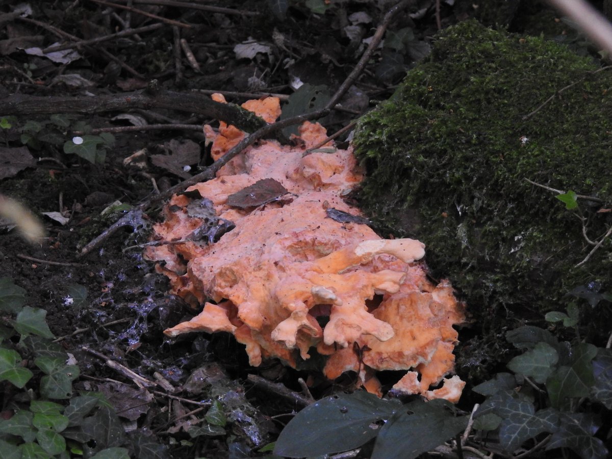 Just one addition to my #LMGP patch list this week - male Mandarin. A fly through Dunlin and 2 Common Sands best of a quiet week. A Cormorant with bright red skin around the eye stood out and Hairy Dragonflies are on the wing. A fungus caught my eye - chicken of the woods?