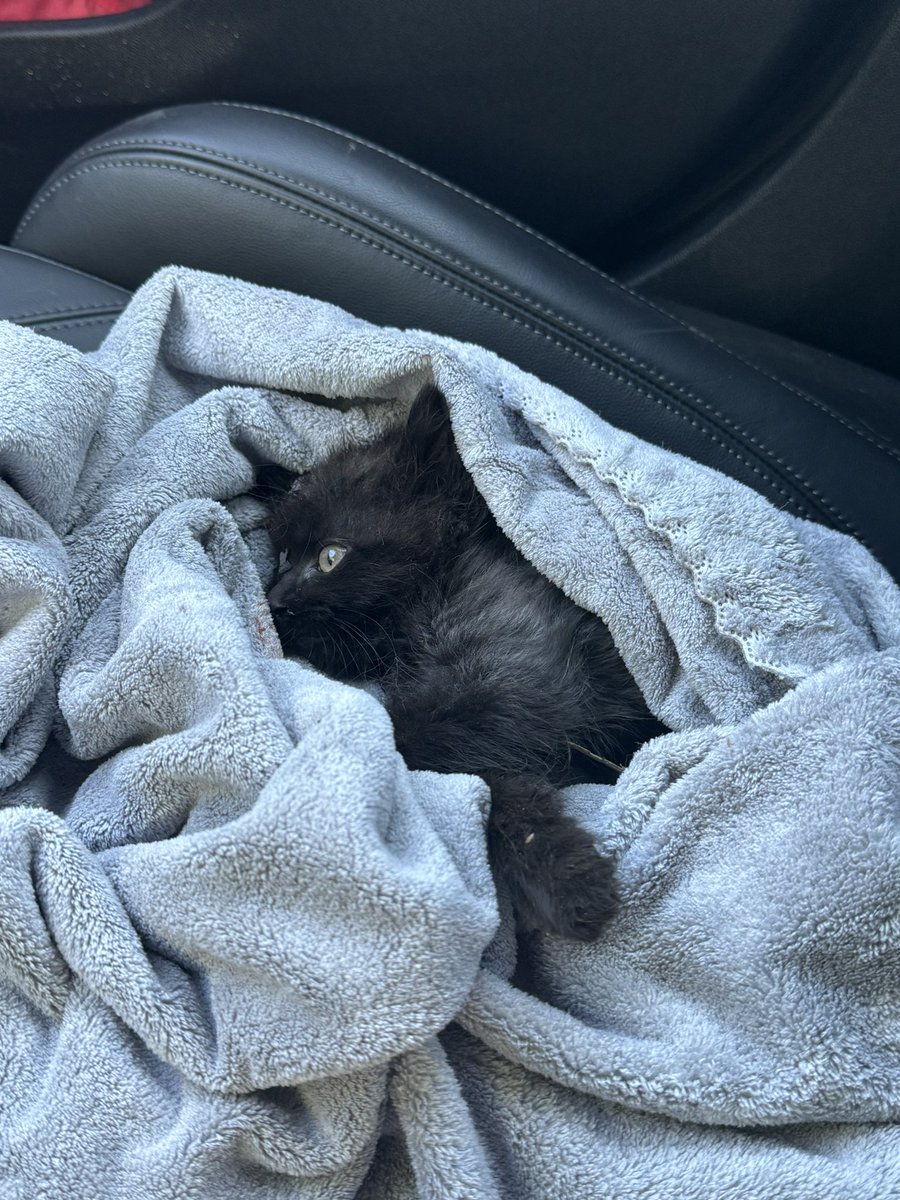 This little fella got hit by a car in front of my place just now. Of course the MF didn’t even stop. I wrapped him in a blanket and drove him to the vet ER. They said he has lots of broken bones and neurological damage and probably won’t make it. I really tried. Please - if you