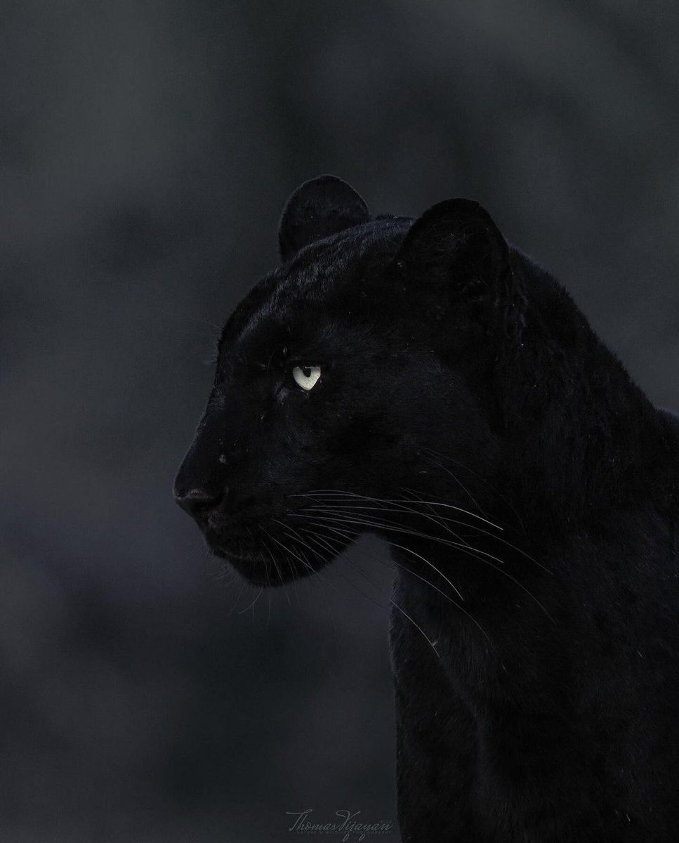 Beautiful photo portrait of the black leopard by the very talented thomasvijayan