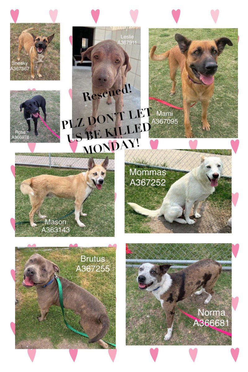 LAST CALL‼️
And now there are 7 sentenced 2 death by Corpus Christi ACS TOMORROW,MONDAY‼️
Leslie rescued.Can’t let the rest die!
All good 🐕s craving furever 🏡s!
Their lives should NOT be taken from them‼️
BEGGING 4 PLEDGES 4 #RESCUE #FOSTER
#ADOPT
CONTACT CCACS NOW! 361-8264630