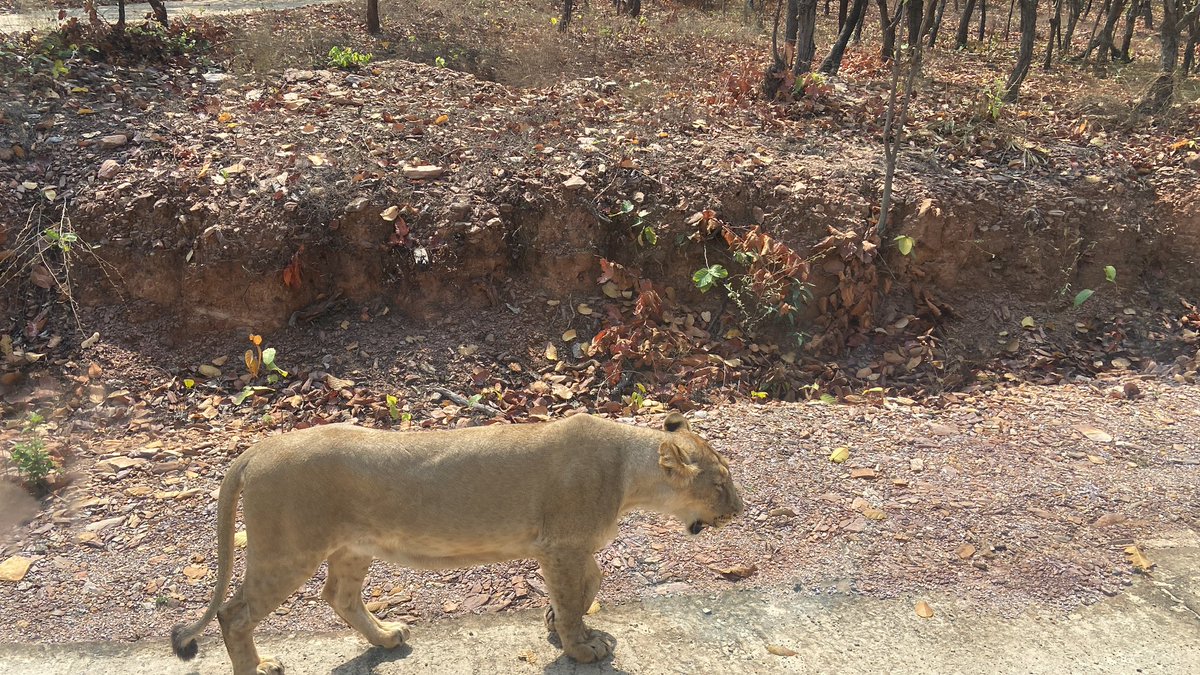 From Last year trip to Rajgir. Went to the Rajgir Wildlife Safari.  आइये ना हमरा बिहार में । ☺️