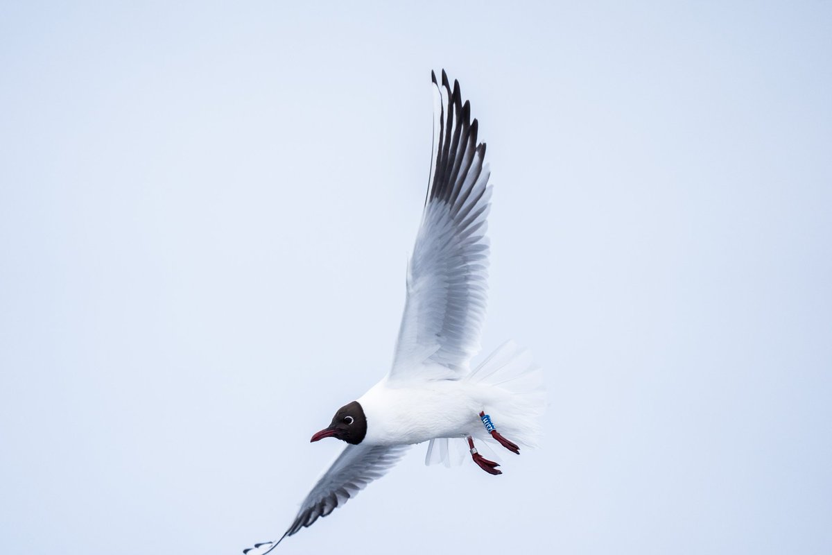 We've already had 34 Black-headed Gulls reported across Europe this breeding season, from 8 countries 🇵🇱🇳🇴🇸🇪🇫🇮🇷🇺🇩🇪🇳🇱🇩🇰 Sightings map now online - waterbirdcolourmarking.org/sightings-bh/