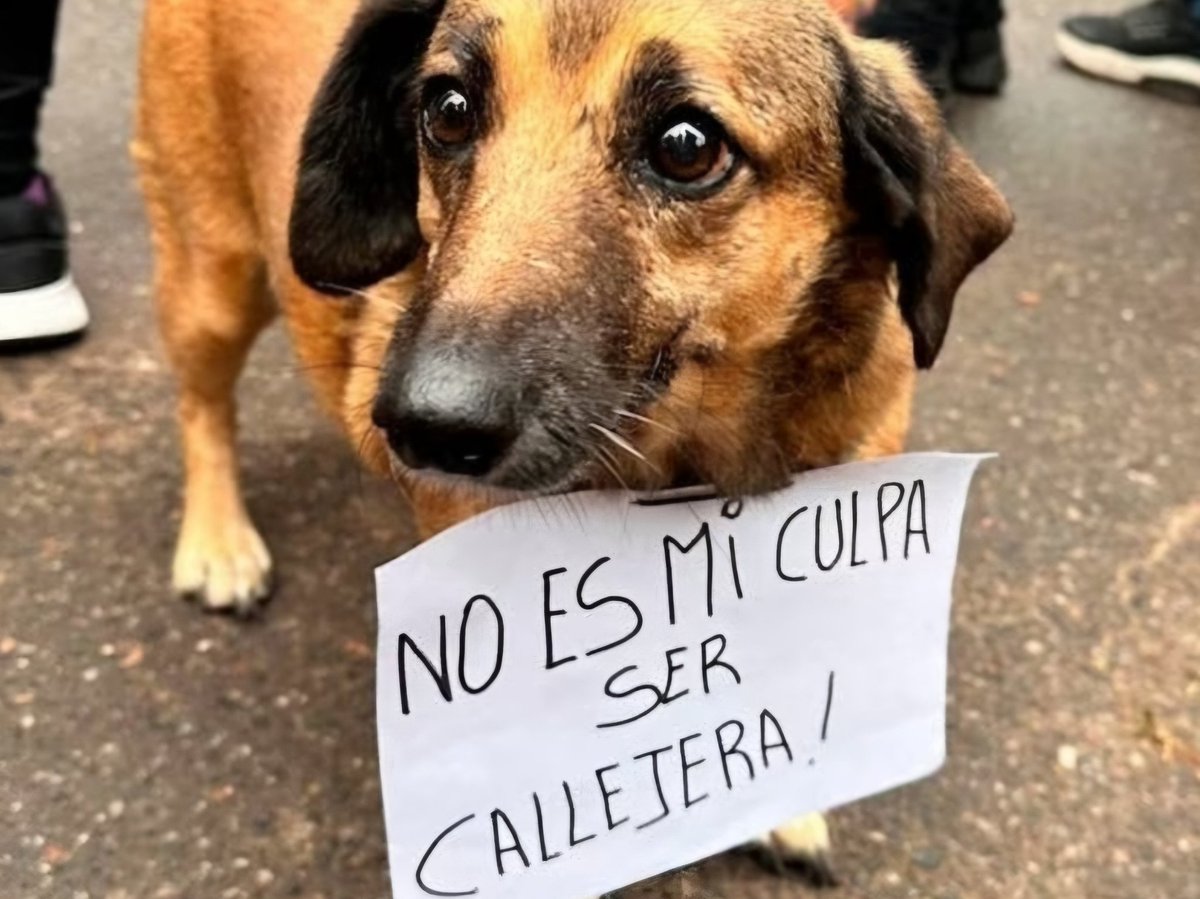 Cjales del Bloque Radical presentamos proyectos para concienciar y promover respeto y protección de animales, nos unimos al repudio del falso veterinario que arrebató la vida de un perro a golpes.
ALZAREMOS VOZ POR ELLOS EXIGIENDO JUSTICIA Y LEYES ESTRICTAS CONTRA MALTRATO ANIMAL