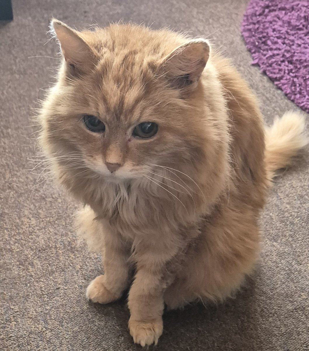 'Oo Chinese for tea...get me prawns woman there's a good lovexxx' 😻😻😻 #Billcat #cats #CatsOfTwitter #CatsOnTwitter #CatsOfX #CatsOnX #CatsAreFamily #Hedgewatch