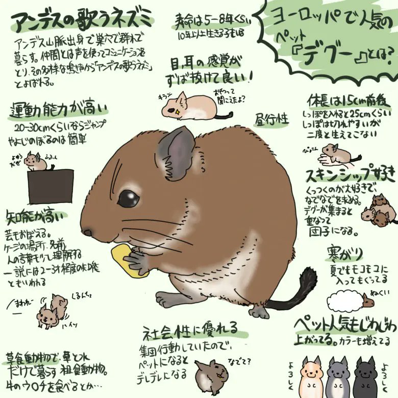 nucleotidenona's tweet photo. 過去イラスト！
デグーとは？？？
https://t.co/RcSCetvML3 https://t.co/gjTMzR32IE