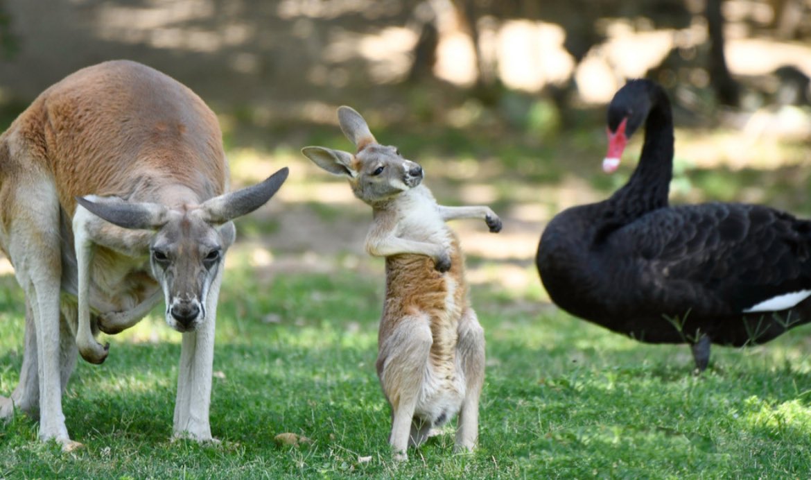 #sundayfunday *Caption this* Princess Charlotte is getting more independent every day and leaving the pouch more often to explore. 🦘 Do you think she is: A: flexing her muscles B: picking a fight with the swan C: working on some new dance moves D: ____________(your answer)