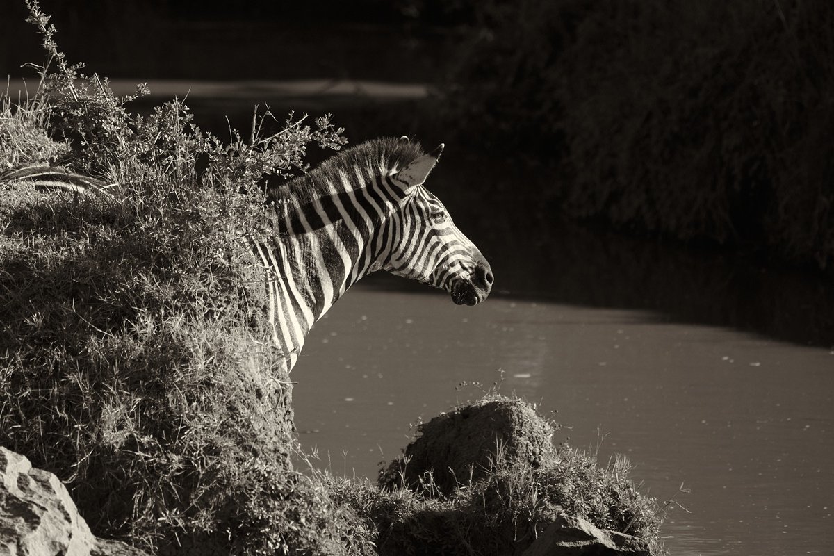 Time for water – Plain Zebra | Masai Mara | Kenya . . #discoverwildpaws #plainzebra #zebra #animalphoto #JungleGiants #commonzebra #animals #zebras #bownaankamal #maasaimara #earthofficial #animallover #bbcearth #kenyawildlife #jawsafrica #kenya #biologyislife