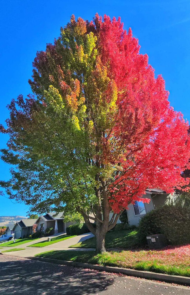 El hermoso cambió de un árbol a otra temporada. (encino americano) Naturaleza explendida.😍,💚🔄 #ComunasVerdes