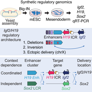 Genomic context sensitizes regulatory elements to genetic disruption dlvr.it/T75tXQ