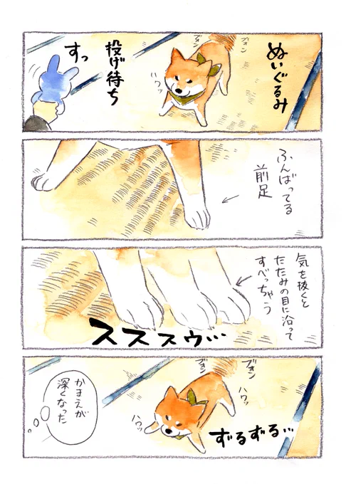 真剣なんです#柴犬 #水彩 