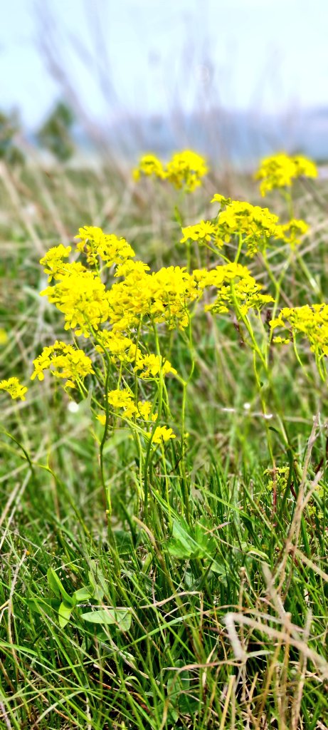 Spring is in the air, even in the mountains of #Montenegro 
Walking tours by #MontenegroAdventures #flora #tours #travel #joy #nature