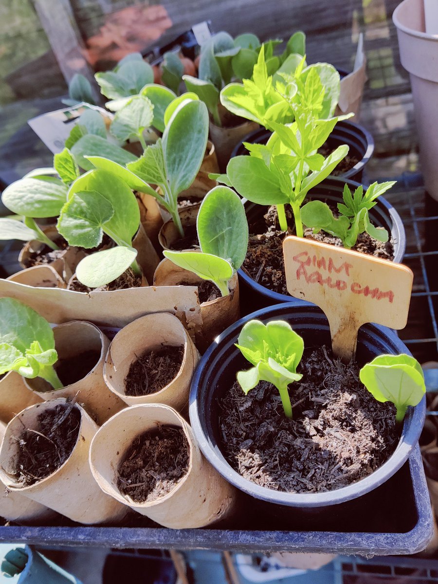 Such an exciting time of year in the garden. We'll have grapes (and hopefully wine 🍷😁) again, squash, Golden Jenny melons and Giant Achocha. And... our little Szechuan pepper tree is growing little peppers!!