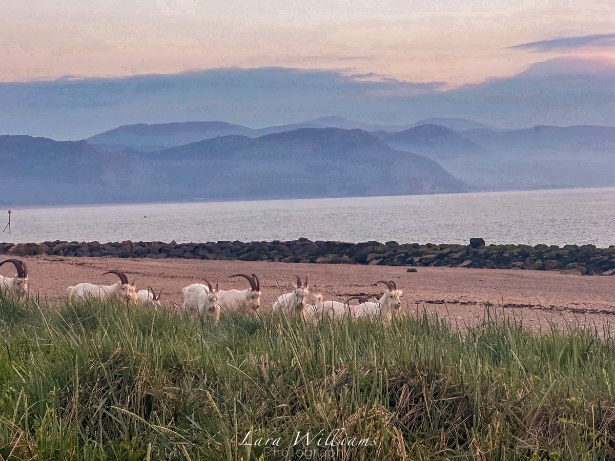 Kashmiri Goats’ Day Out At The Beach, West Shore Beach, Llandudno 🏖️🐐
@BangorNewsWales @northwalesmag @bbccountryfile @itvwales @itsyourwales @ruth_itv @derektheweather @northwaleslive @bbcwalesnews @visitwales @walesonline #llandudno #northwalessocial #northwales #conwy