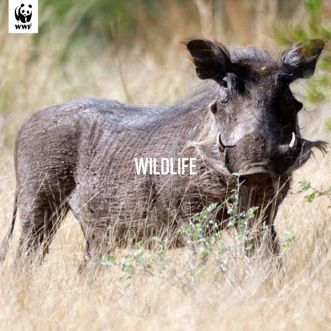 Habitat loss is a leading threat to many species in Zambia. By protecting natural areas and promoting sustainable land use practices, we can help preserve vital ecosystems. #WWFZambia #WildlifeInZambia #TogetherPossible